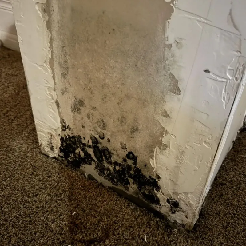 Professional Mold Removal in Lovingston, VA